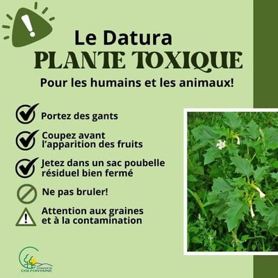 Attention au datura